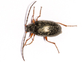 Nalassus laevioctostriatus